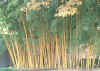 P.viridis Bamboo in Dallas12-2000 