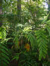 Peckerwood Garden10-2003 021.jpg (151297 bytes)