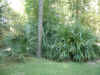 Peckerwood Garden10-2003 024.jpg (155810 bytes)