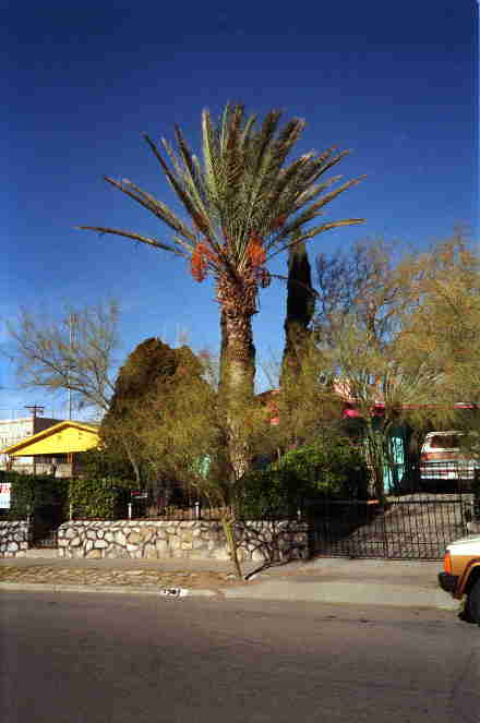 Phoenix date palm in El Paso, photo by Sergio Jimenez-Marquez
