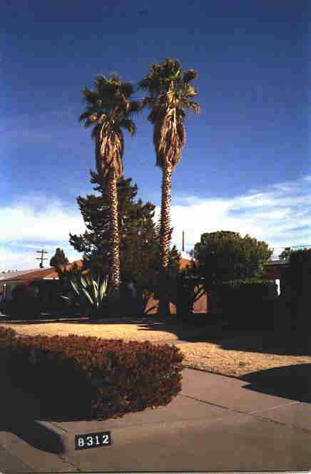 W.robusta in El Paso, Tx  zone 8a, by Sergio Jimenez-Marquez