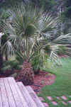 Sabal x texensis in Horace Hobb's Houston yard