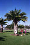 Jubea chilensis at Balboa park, San Diego