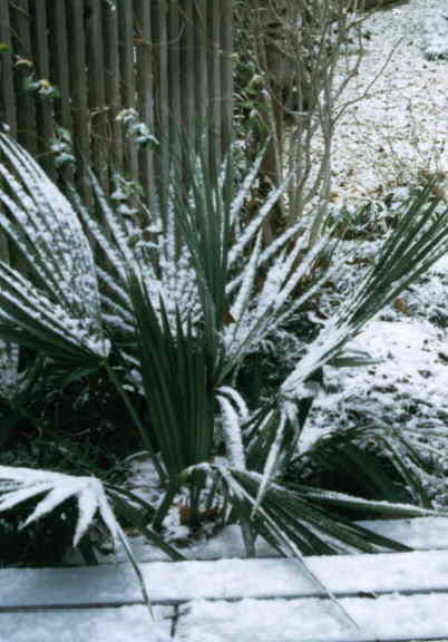 Sabal minor in the snow