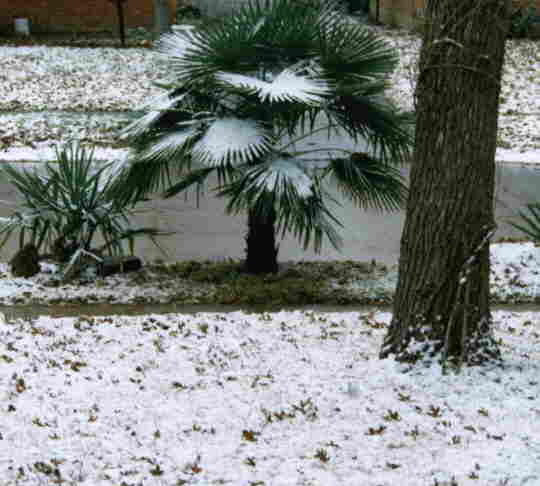 T.fortunei and R.hystrix with snow